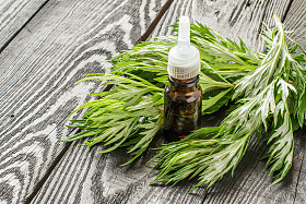 虫木和精油的新鲜分支