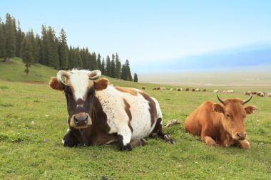 兩頭奶牛休息圖片