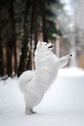 美丽的白色萨摩耶德犬图片