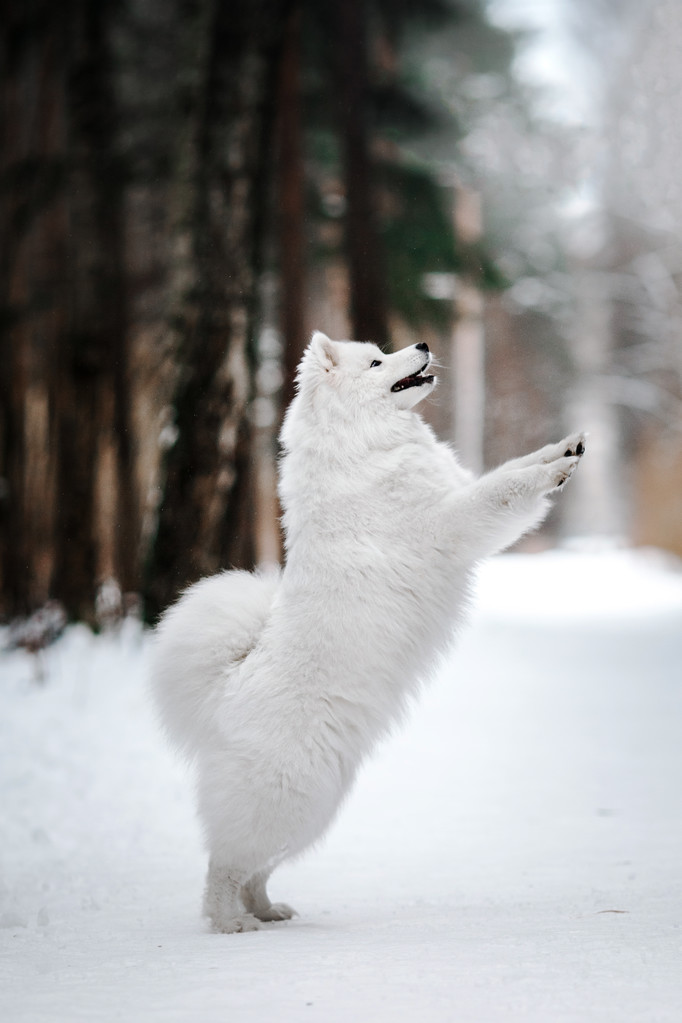 美丽的白色萨摩耶德犬图片 美丽的白色萨摩耶德犬图片