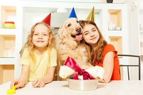 在党的帽子与金毛的女孩