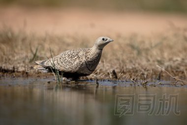 黑腹沙雞，Pterocles 側(cè)柏
