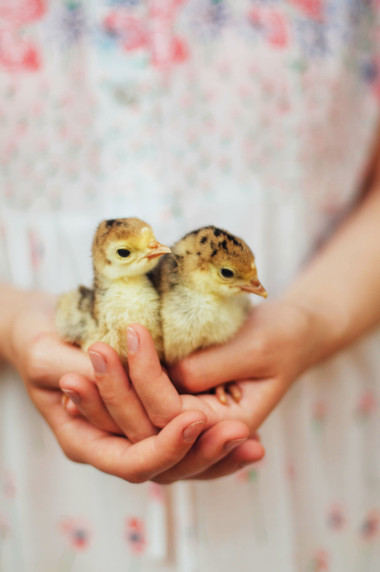 小雞在孤立的白色背景上的手上。牽手寶貝雞