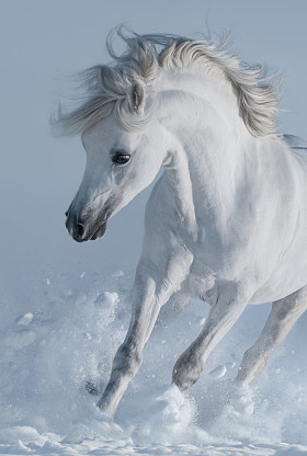 关闭了驰骋雪白色种马