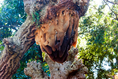野生蜜蜂蜂巢圖片