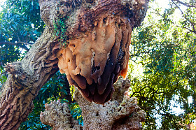 野生蜜蜂蜂巢图片