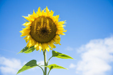 美丽的黄色向日葵图片