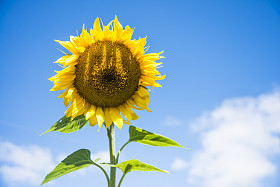 美丽的黄色向日葵图片