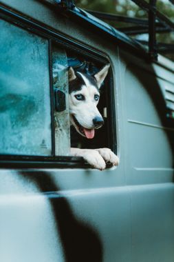 悲傷的狗哈士奇犬坐在車里看著窗外