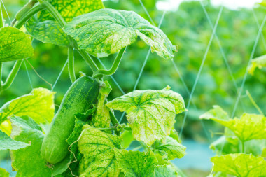 在農(nóng)場的新鮮黃瓜.圖片