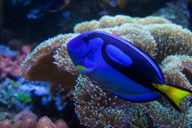 異國(guó)情調(diào)水族館的