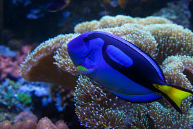 异国情调水族馆的