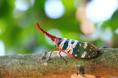 lanternfly 多彩的昆蟲(chóng)，亞洲泰國(guó)