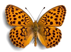 可爱的蝴蝶动物