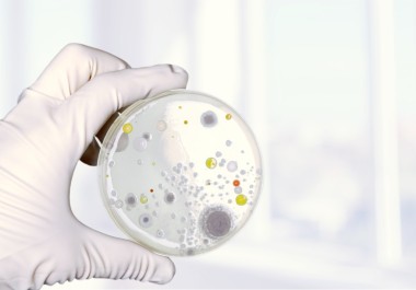 在科学家手中微生物学实验室测试