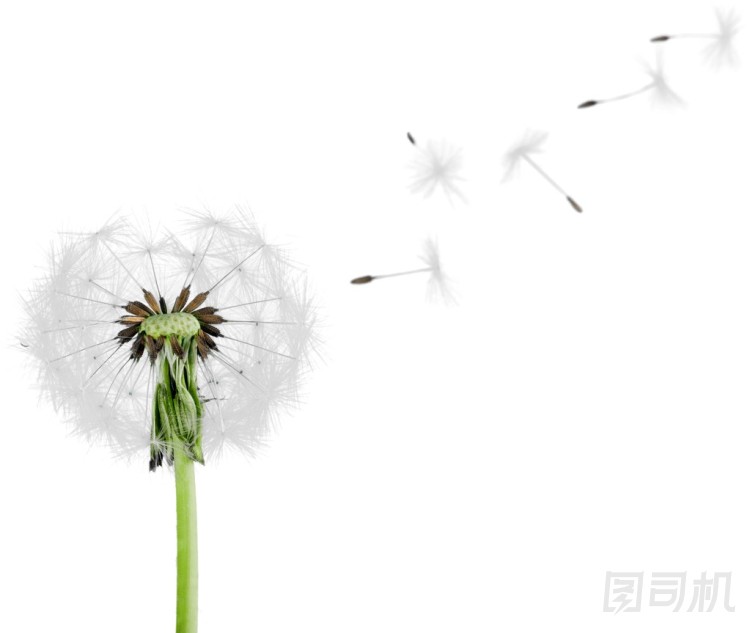蒲公英與吹花瓣圖片