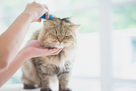 女人用一把梳子刷只波斯猫