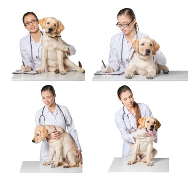 美丽年轻的兽医和一条狗