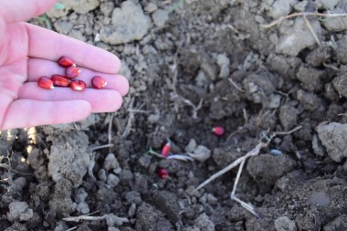 玉米從手里播種。在花園里手工種植玉米