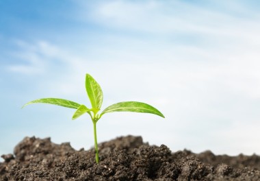 新生命的成長(zhǎng)圖片