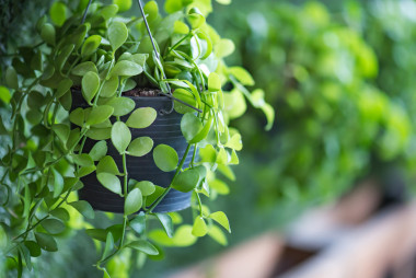 綠色的植物盆栽圖片