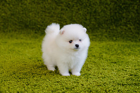 小狗。博美犬图片