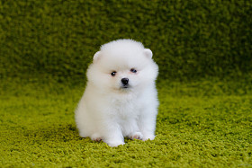 小狗。博美犬图片
