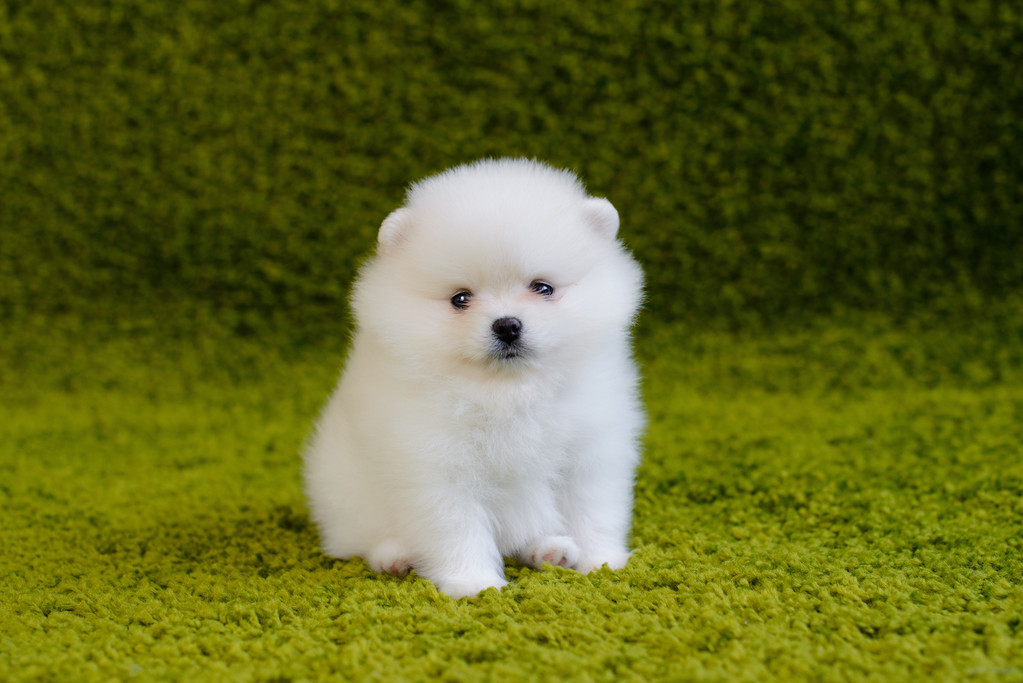 小狗。博美犬图片