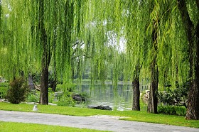 柳树图片