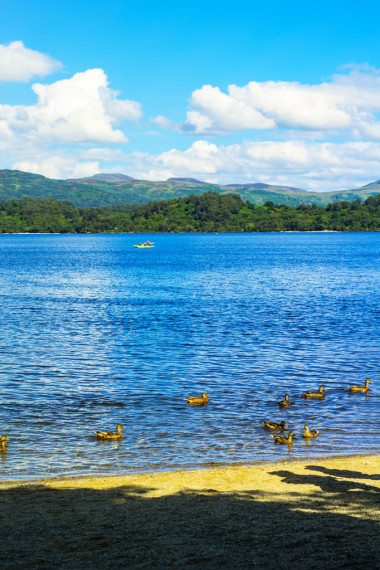 魯斯，蘇格蘭，英國(guó)在羅蒙湖里游泳的鴨子