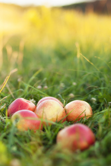 在綠色草地上的紅蘋果
