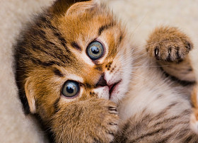 小猫图片