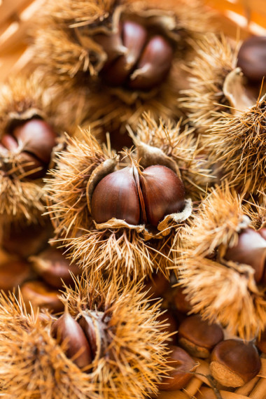 在秋天日本板栗圖片