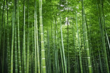 竹林在日本