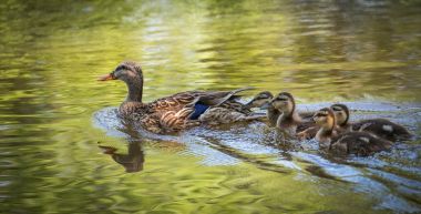 女性野鴨游沿著渥太華河與高斯林家人