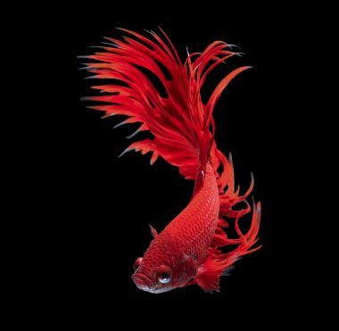 暹羅斗魚斗魚照片