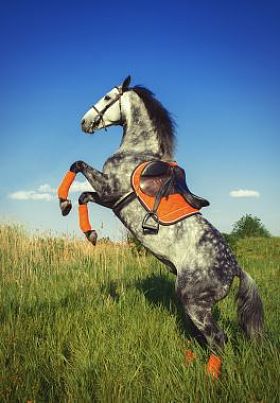 在它的后腿上的灰色马