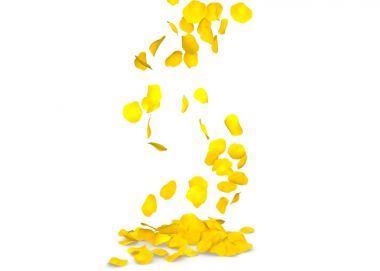 黄色玫瑰花瓣飞在地板上