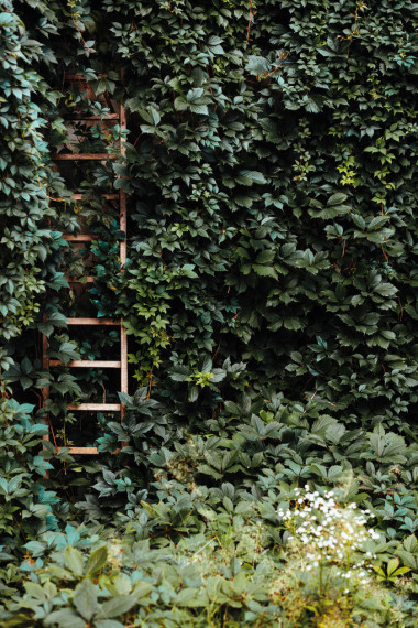 長春藤掛在墻上的老木梯