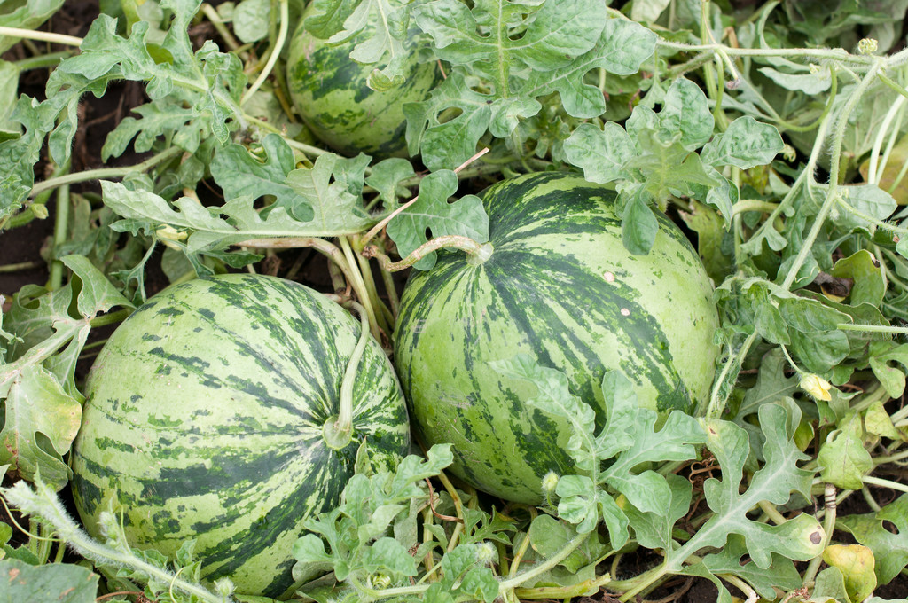 建造新的砖墙房子 建造新的砖墙房子