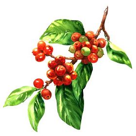 红色的咖啡阿拉比卡咖啡豆分支分离，水彩插图