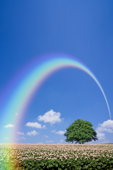 马铃薯田和孤树照片