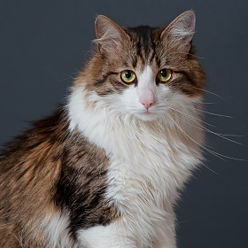 猫的肖像