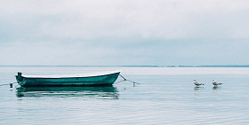 船上和海上的海鸥图片