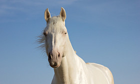 白马