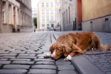 新斯科舍省鸭寻回犬走