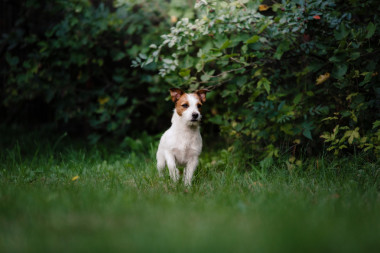 行走的狗杰克羅素梗犬
