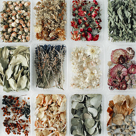 各种花草茶干图片