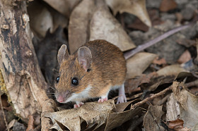 黄色颈的鼠标 (黑线姬鼠 Flavicollis)