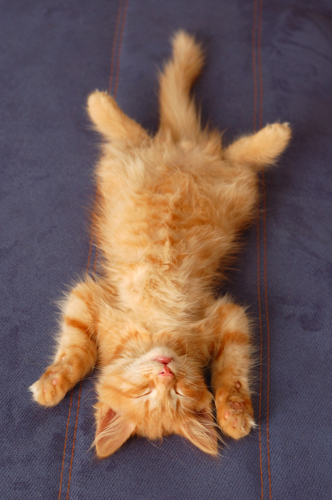 小猫像木头一样睡在背上图片 小猫像木头一样睡在背上图片